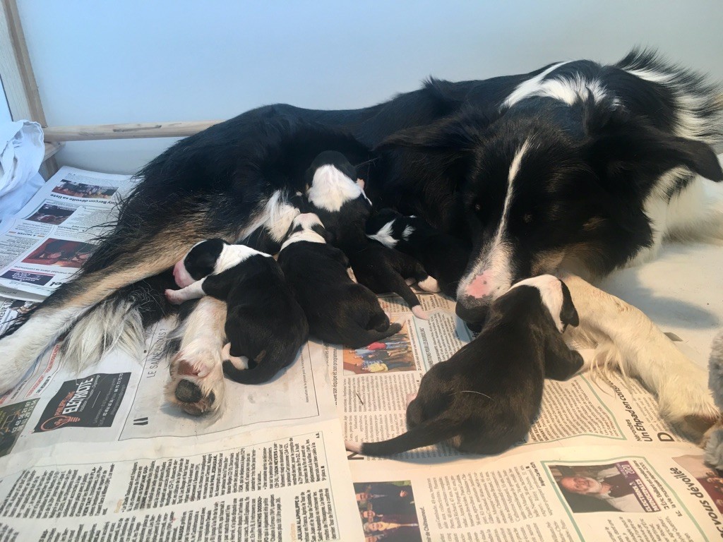 Des Pres D'Estela - Border Collie - Portée née le 22/10/2021