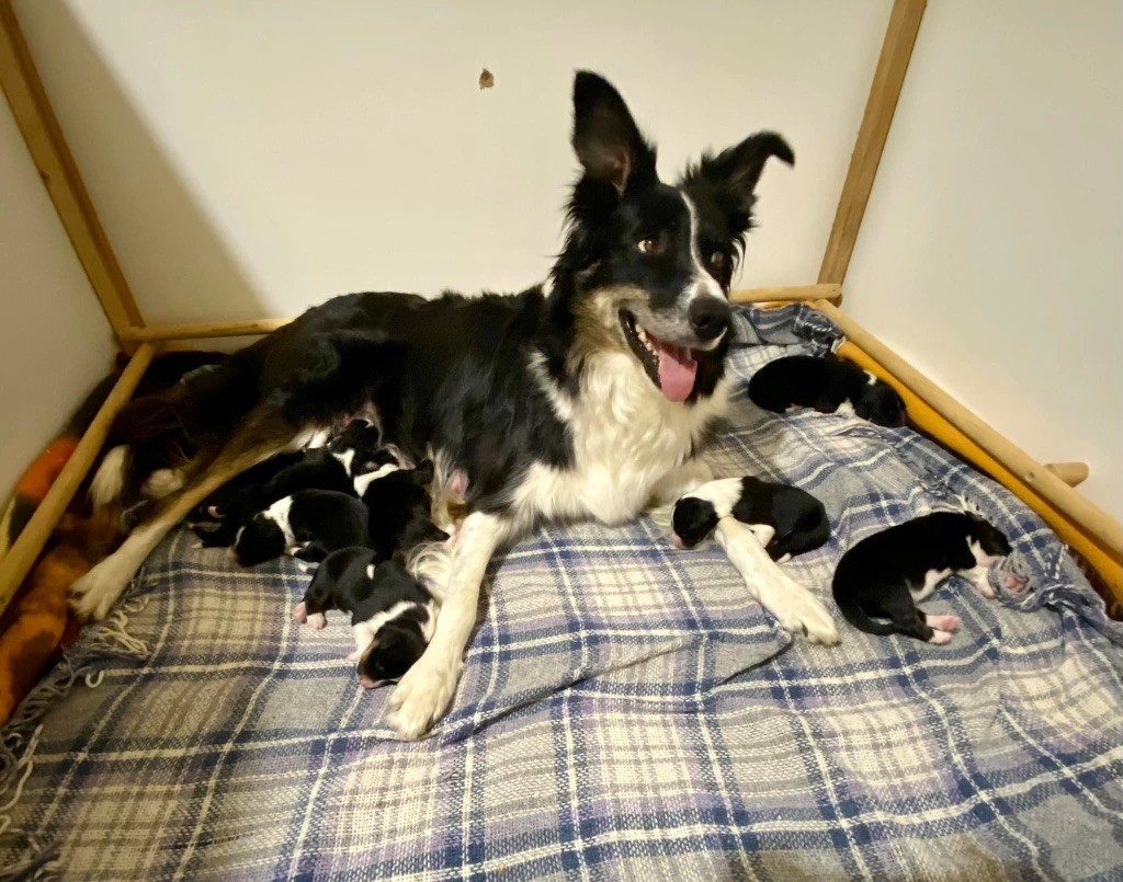 chiot Border Collie Des Pres D'Estela