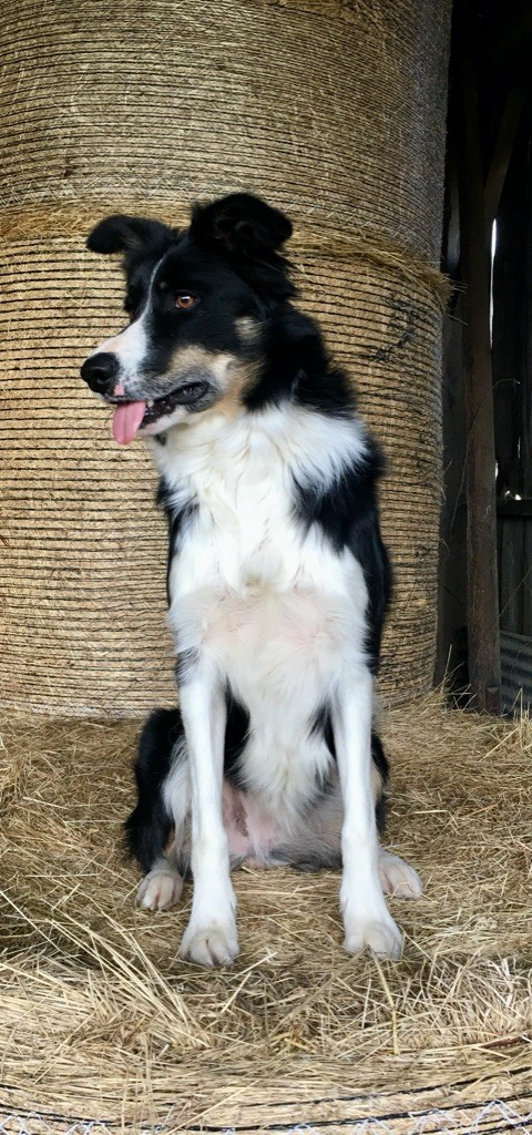 OLLY I DU MOULIN DE SEILLANT